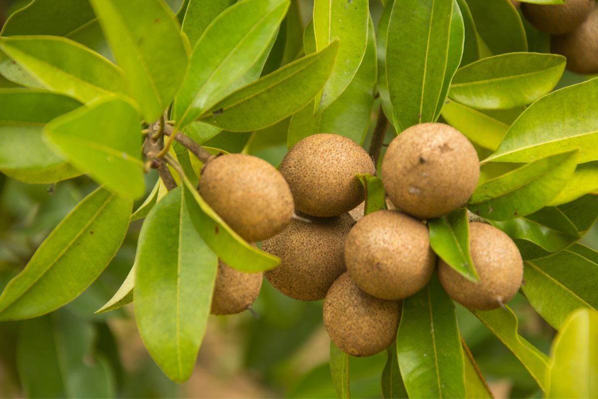 Sapodilla - 10 Health Benefits, Nutrition and Recipes