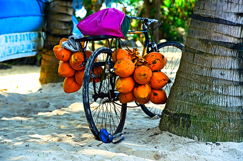 coconut transport in Sri Lanka - Bicycle