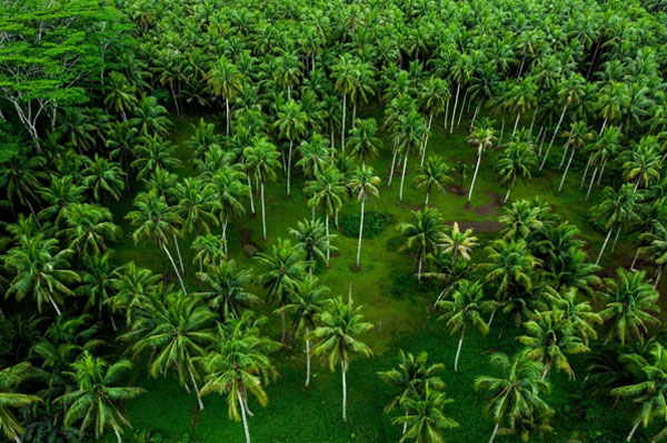 oil production. mountains of coconut shells.